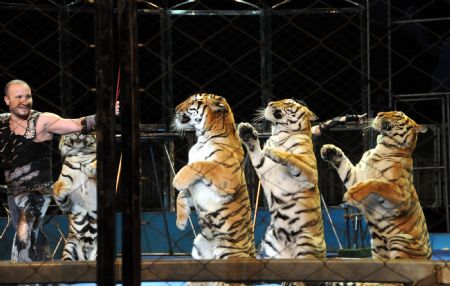 Funny tiger performances at Wuqiao International Circus Festival