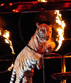 Funny tiger performances at Wuqiao International Circus Festival