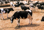 Livestock, fruit, and marine products
