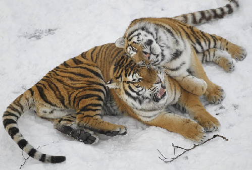 Volunteers clear traps to protect Siberian tigers