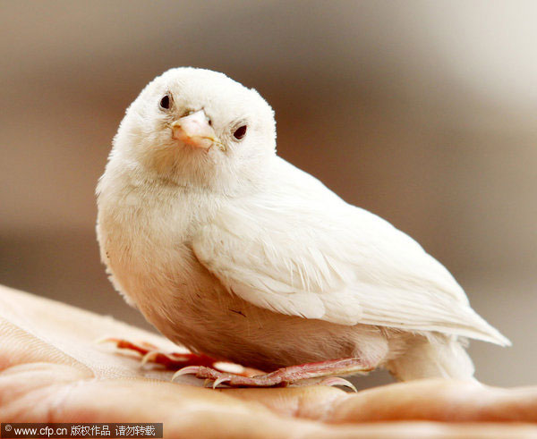Separated from flock, white sparrow gets help