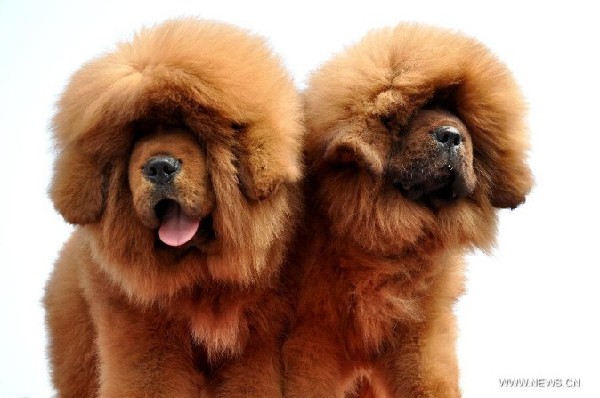 Tibetan mastiff exhibition kicks off in China's Hebei