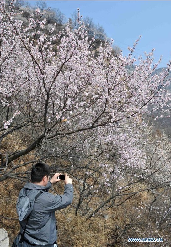 Flowers bloom as spring comes to North China