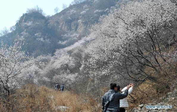 Flowers bloom as spring comes to North China
