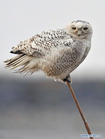Snow owl in wetland of Caofeidian in China's Hebei