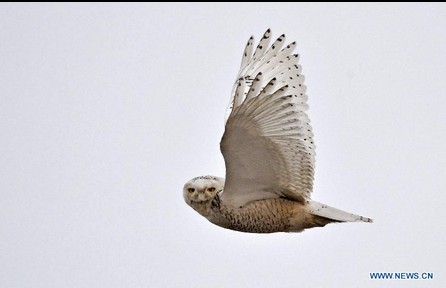 Snow owl in wetland of Caofeidian in China's Hebei