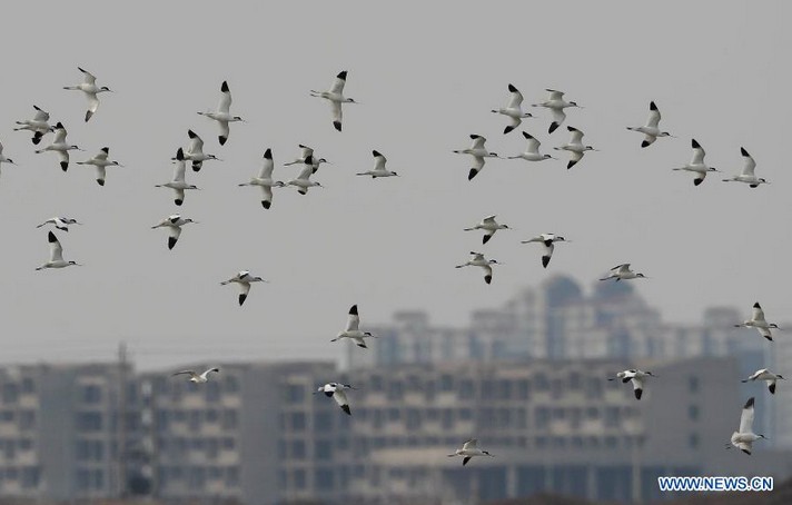 Peak season of spring bird migration seen in N China's Hebei's wetland
